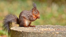 Eichhörnchen (13).jpg